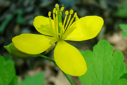 Flower of celandine herb for papilloma removal